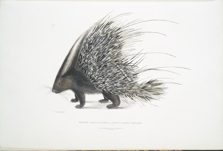 Art Print : 1830, Indian Crested Porcupine, Histrix cristata. - Vintage Wall Art