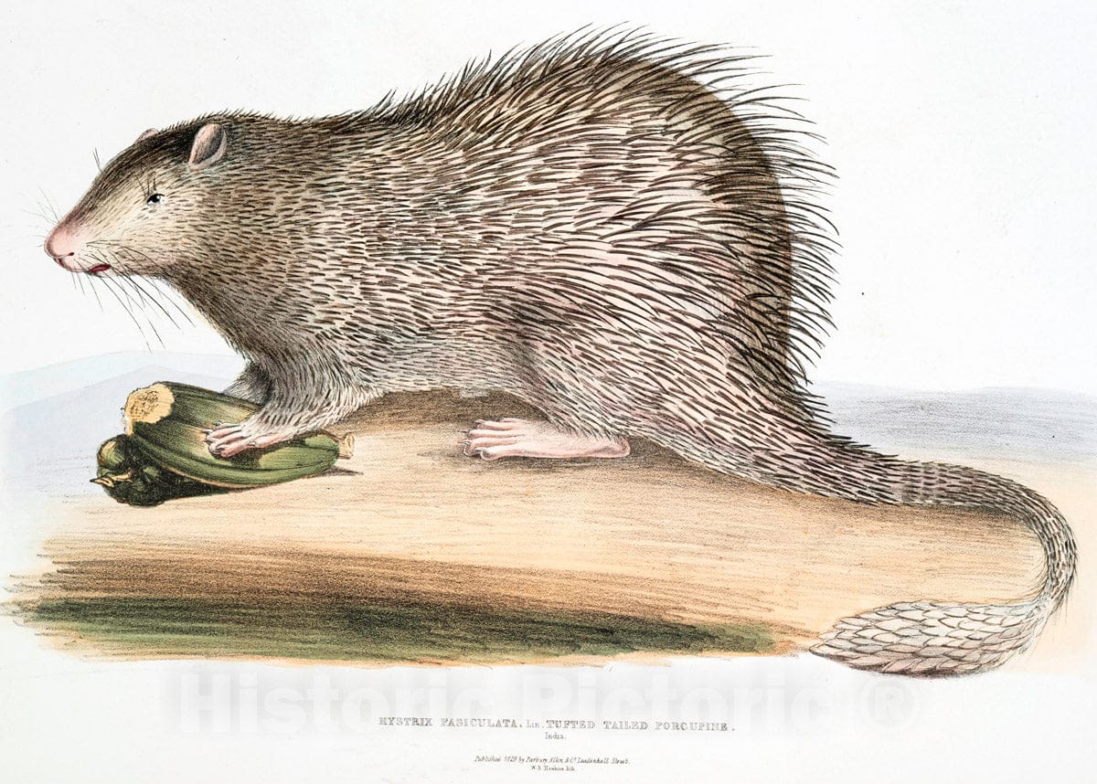 Art Print : 1830, Tufted-Tailed Porcupine, Hystrix fasiculata [Histrix fasciculata]. India. - Vintage Wall Art