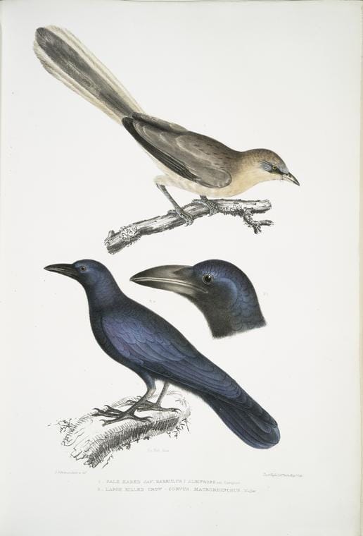 Art Print : 1830, 1. Nepaul Woodpecker, Picus Nepaulensis; 2. Moustache Woodpecker, Picus barbatus. - Vintage Wall Art