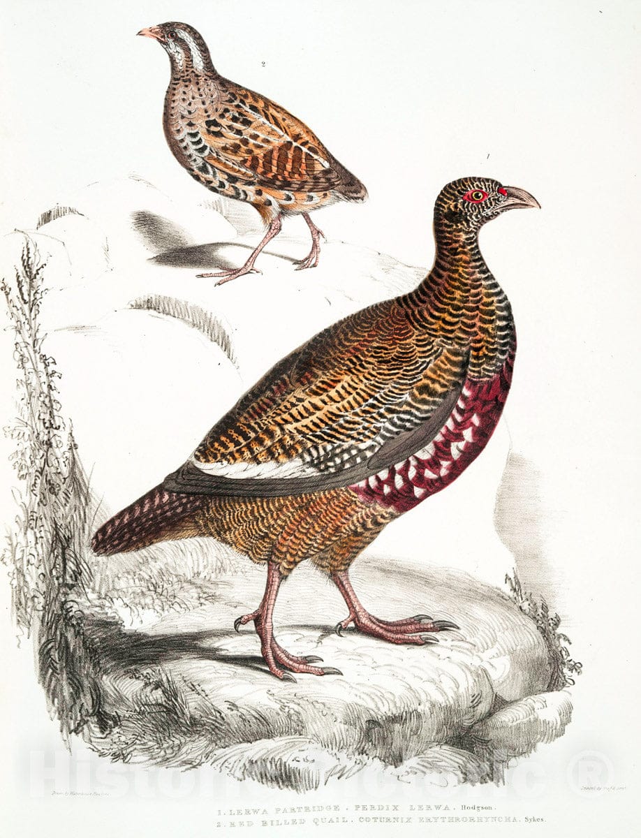 Art Print : 1830, 1. Lerwa Partridge, Perdix Lerwa; 2. Red Billed Quail, Coturnix erythrorhyncha [erythroryncha]. - Vintage Wall Art