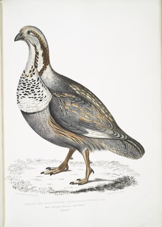 Art Print : 1830, Nigell's Pheasant Grouse, Tetraogallus Nigellii. Adult. Hamalaya Mountains. British Museum. 2/3 Natural Size. - Vintage Wall Art