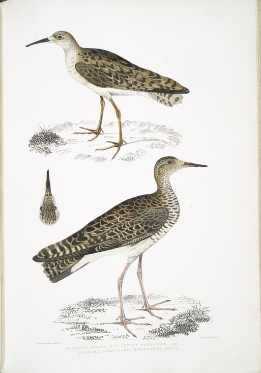Art Print : 1830, 1. Indian Goat Sucker, Caprimulgus Indicus; 2. Bombay Goat Sucker, Caprimulgus Asiaticus. - Vintage Wall Art