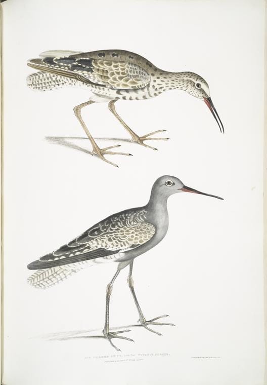 Art Print : 1830, Ash Headed Snipe, Totanus fuscus. - Vintage Wall Art