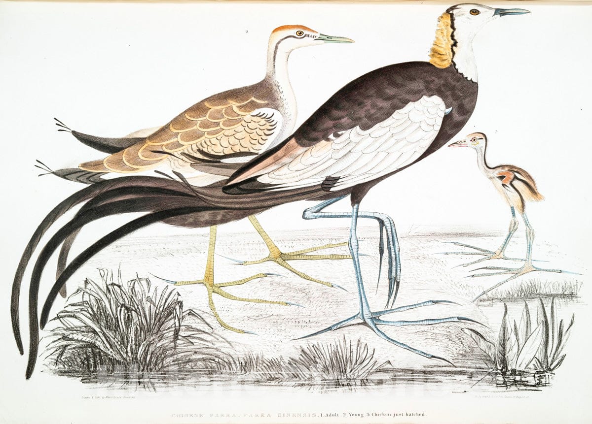 Art Print : 1830, Chinese Parra, Parra Sinensis. 1. Adult, 2. Young, 3. Chicken just Hatched. - Vintage Wall Art