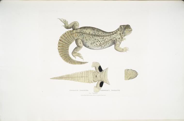 Art Print : 1830, Hardwicke's Uromastix, Uromastix Hardwickii. from Hindustan. - Vintage Wall Art