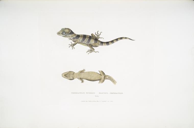 Art Print : 1830, Beautiful Cyrtodactylus, Cyrtodactylus pulchellus. - Vintage Wall Art