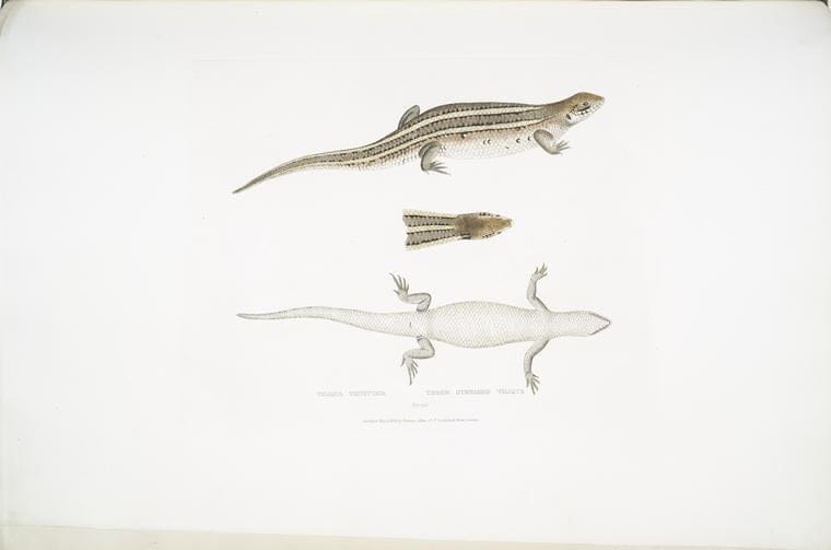 Art Print : 1830, Three Streaked Tiliqua, Tiliqua trivittata. - Vintage Wall Art