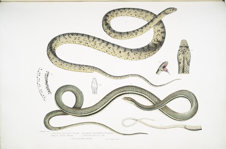 Art Print : 1830, 1. Spotted Bellied Snake, Coluber ventromaculatis; 2. Bell's Tree Snake, Ahaetula Bellii. - Vintage Wall Art