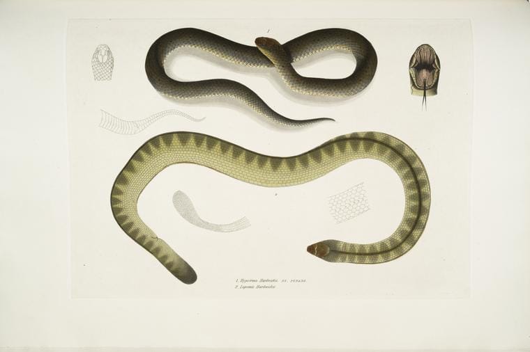 Art Print : 1830, 1. Penang Hypserina, Hypserina Hardwickii; 2. Hardwicke's Short Sea Snake, Lapemis Hardwickii. - Vintage Wall Art
