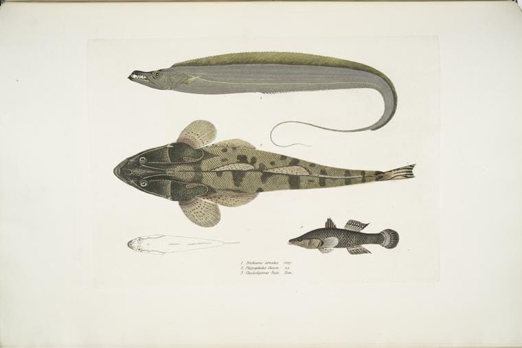 Art Print : 1830, 1. Armed Hair-Tail, Trichiurus armatus; 2. Chacca Flathead, Platycephalus Chac - Vintage Wall Art