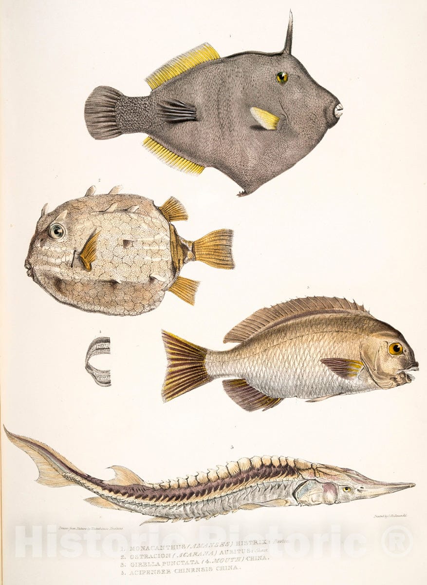 Art Print : 1830, 1. Slender Calliophis, Calliophis gracilis; 2. Lined Maticora, Maticora lineata; - Vintage Wall Art