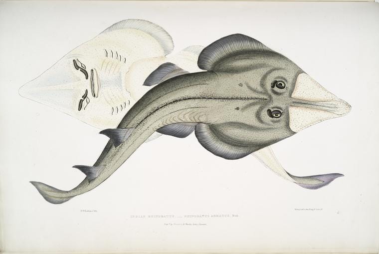 Art Print : 1830, Hurum Trionyx, Trionyx Hurum. - Vintage Wall Art