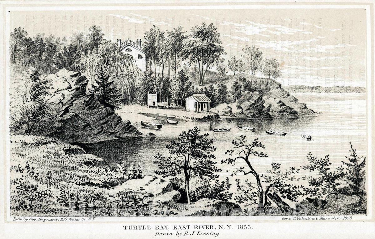 Art Print : Turnep, 1739 - Vintage Wall Art