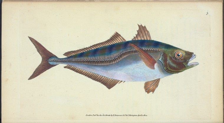 Art Print : Savory, 1739 - Vintage Wall Art