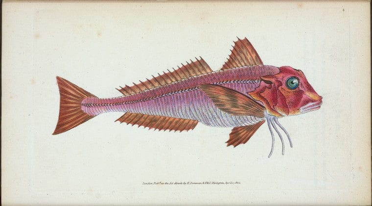 Art Print : Gurnard, Streaked, Tirgla Lineatus, 1768 - Vintage Wall Art