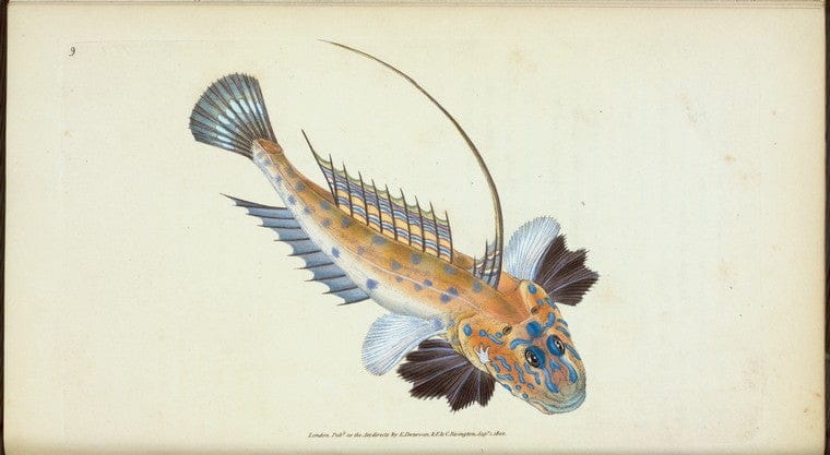Art Print : Dragonet, gemmous, Gallioyumus Lyra, 1768 - Vintage Wall Art