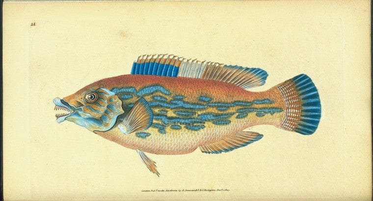 Art Print : Wrasse, Striped, Labrus Variegatus, 1768 - Vintage Wall Art