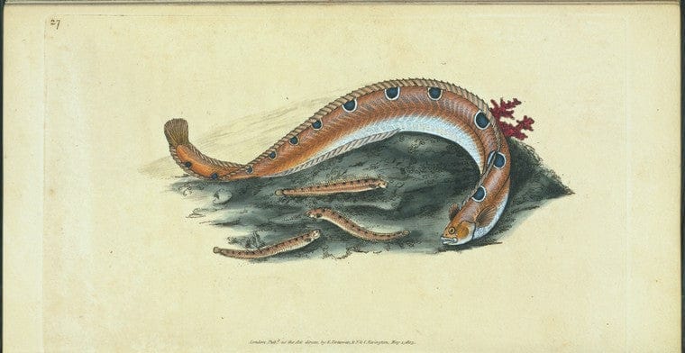 Art Print : Spleen Wort, Ceterach, miltvast, 1739 - Vintage Wall Art