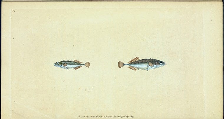 Art Print : Ten-spined Stickleback, Gasterosteus pungitius, 1768 - Vintage Wall Art