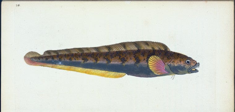 Art Print : Viviparous Blenny, Blennius viviparous, 1802-1808 - Vintage Wall Art