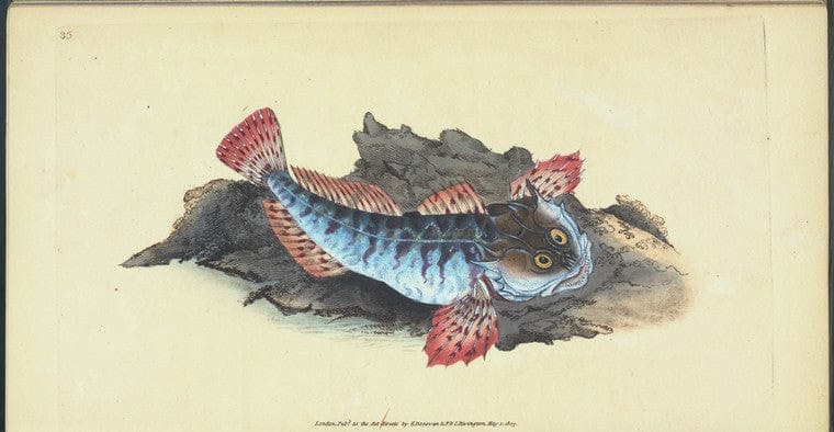 Art Print : Father Lasher, or Sea Scorpion, Cottus Scorpius, 1768 - Vintage Wall Art