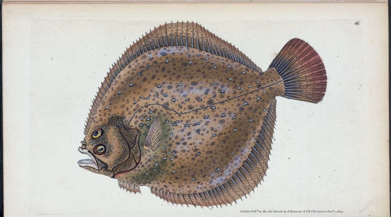 Art Print : Small-Headed Dab, Pleuronectes microcephalus, 1768 - Vintage Wall Art