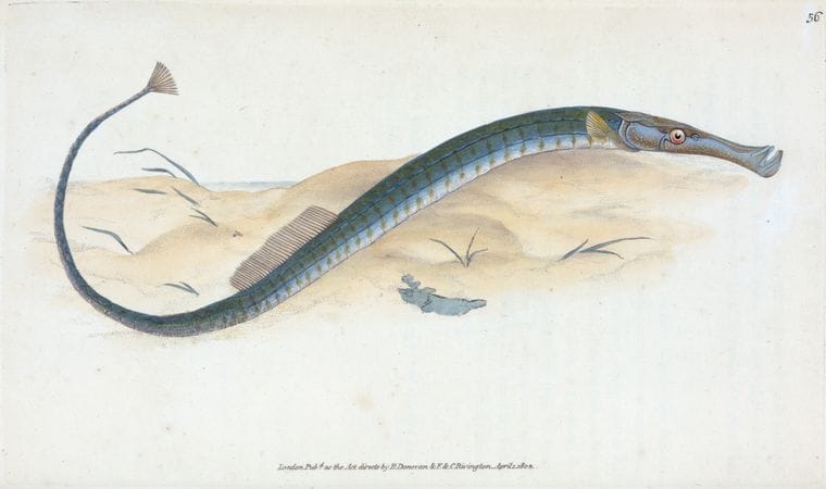 Art Print : Pelagic Pipe-Fish, Syngnathus Pelagicus, 1768 - Vintage Wall Art