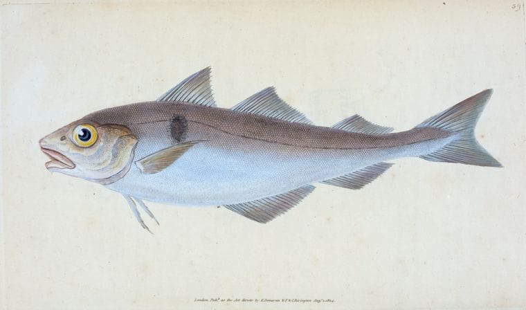 Art Print : Alpine Charr, Salmo alpinus, 1768 - Vintage Wall Art