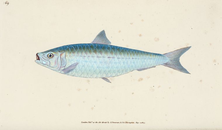 Art Print : Gudgeon, Cyprinus Gobio, 1802-1808 - Vintage Wall Art