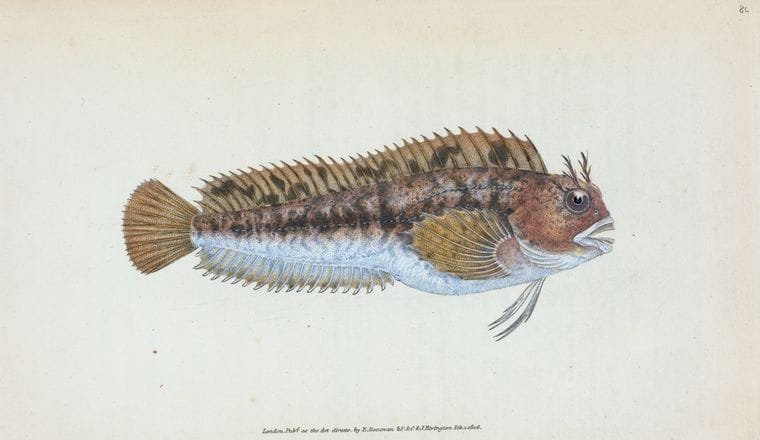 Art Print : Gattorugine Blenny, Blennius Gattorugine, 1768 - Vintage Wall Art