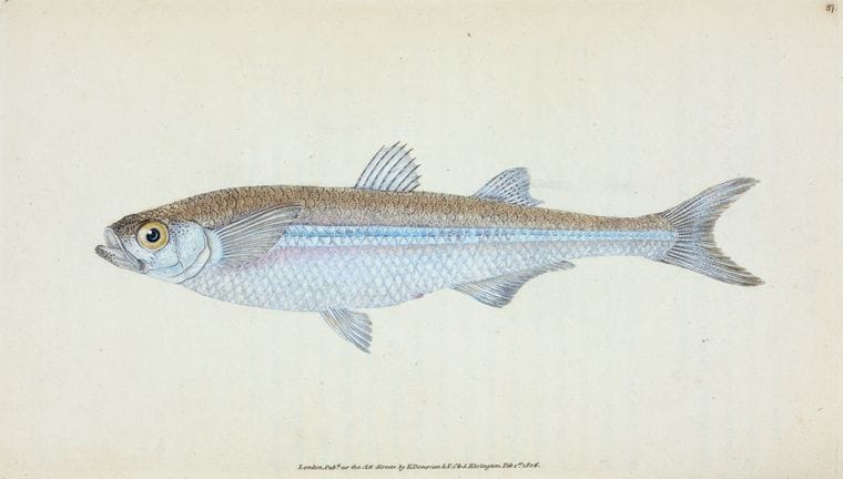 Dragable Image