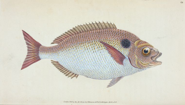 Art Print : Lunulated Gilt-Head, Sparus aurata, 1768 - Vintage Wall Art