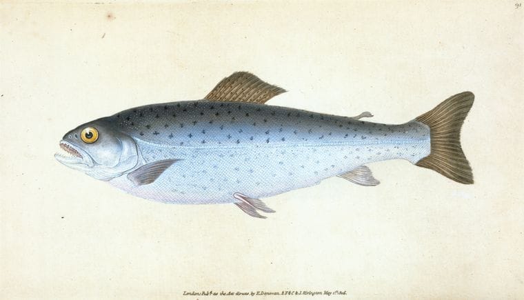 Art Print : Sewen, Ssalmo Cambricus, 1768 - Vintage Wall Art