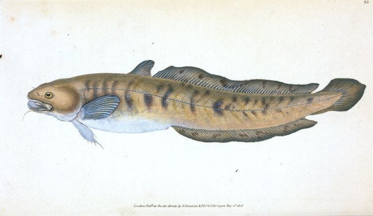 Art Print : Burbot, Gadus lota, 1768 - Vintage Wall Art