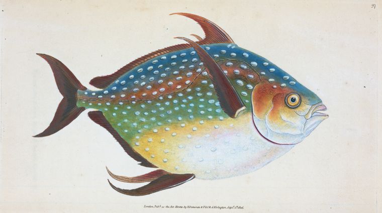 Art Print : Opah, or King-Fish, Zeus Luna, 1768 - Vintage Wall Art