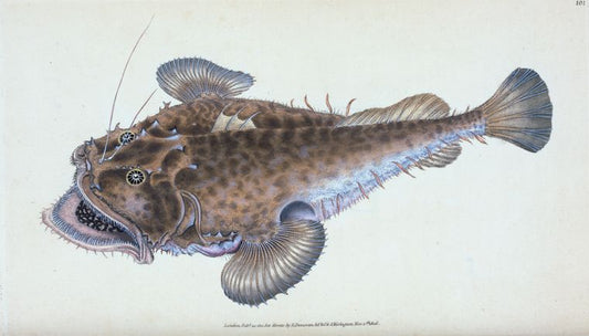 Art Print : Fishing Frog, or Common Angler, Lophius Piscatorius, 1768 - Vintage Wall Art