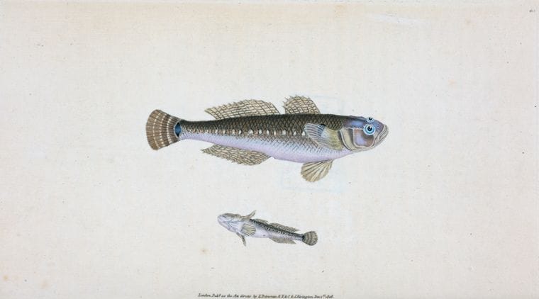 Art Print : Black Goby, Gobius Niger, 1768 - Vintage Wall Art