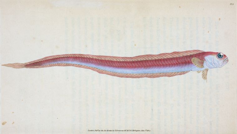 Art Print : Rubescent Band-Fish, Cepola rubescens, 1768 - Vintage Wall Art
