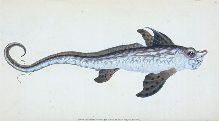 Art Print : Sea Monster, Chimera monstrosa, 1768 - Vintage Wall Art