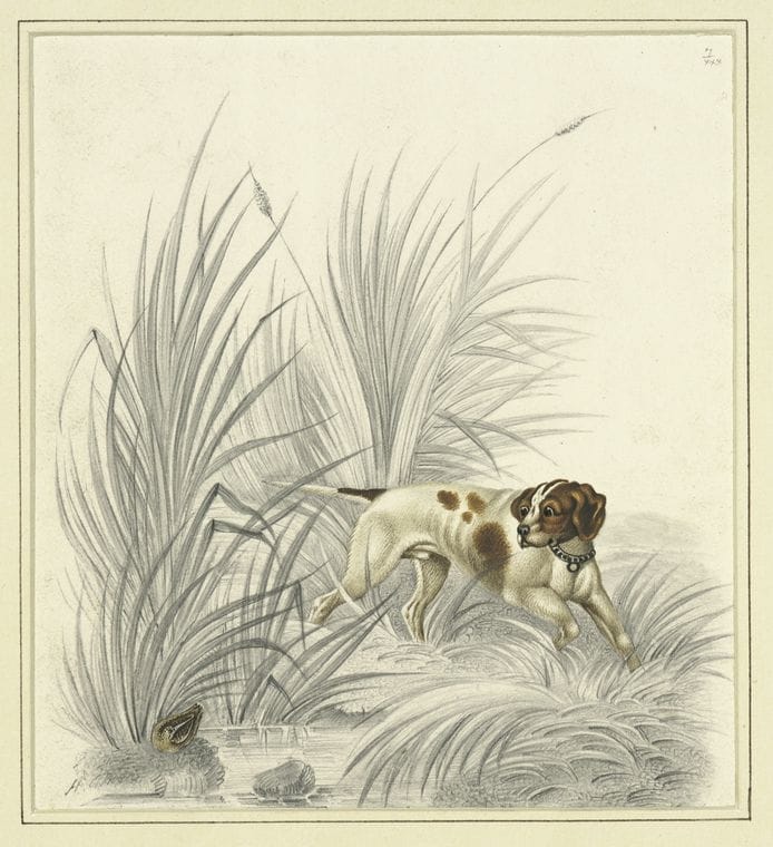 Art Print : c.1820 - Pointer Looking at gamebird. , Vintage Wall Art
