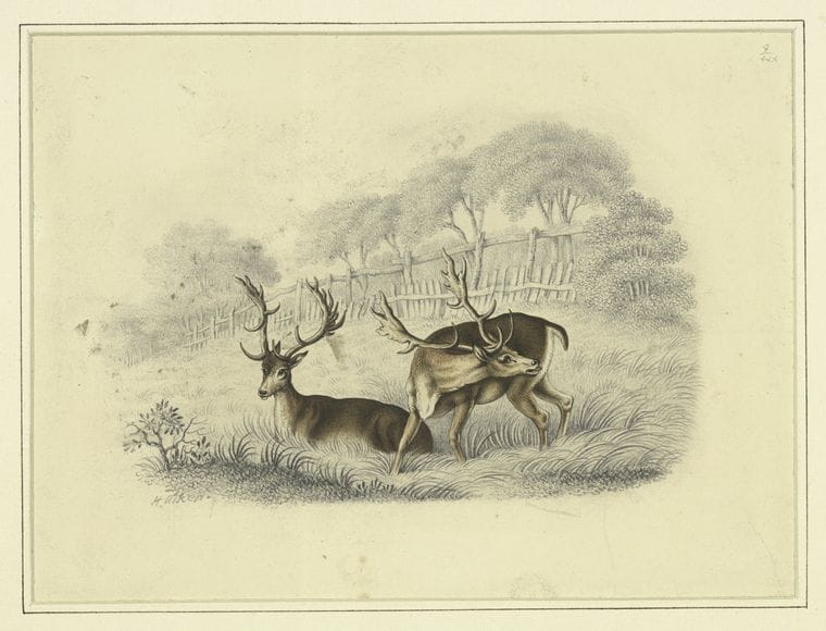 Art Print : c.1820 - Two Deer, Near a Running Fence, Vintage Wall Art