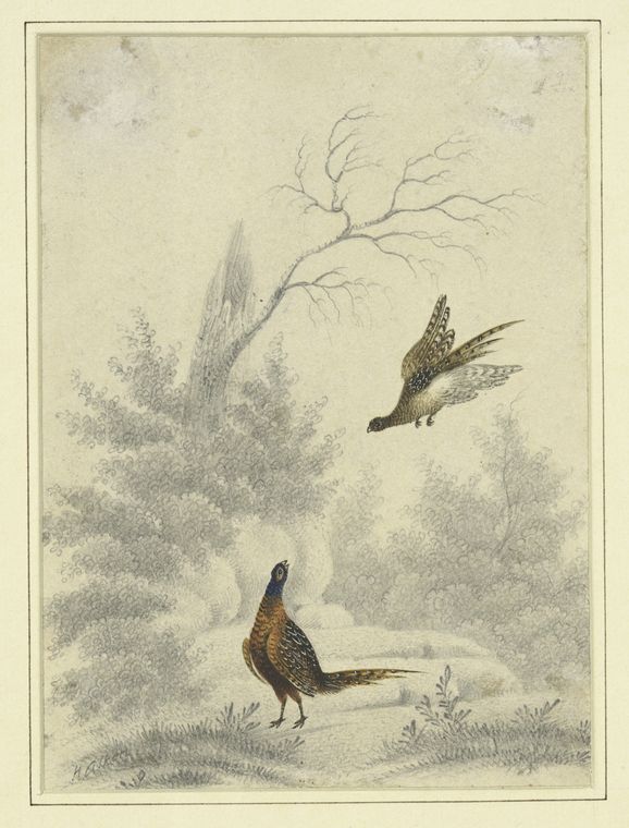 Art Print : c.1820 - Sketch of Pheasant, one Flying and The Other on The Ground. , Vintage Wall Art