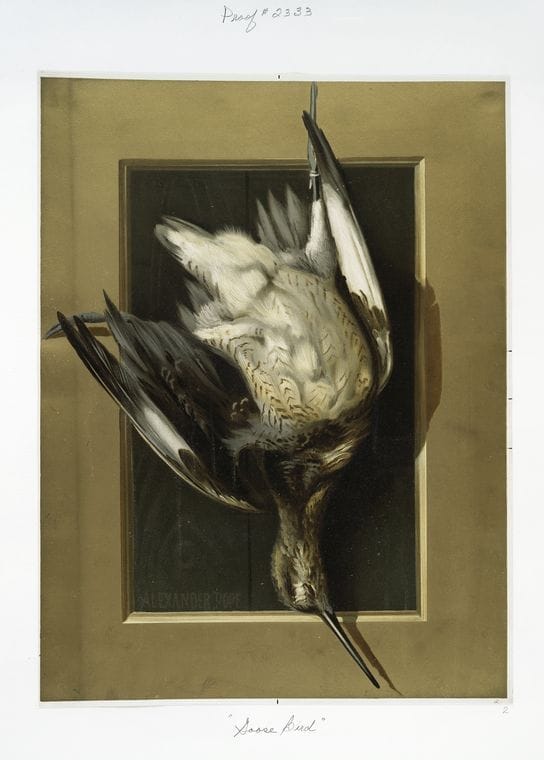 Art Print : Goose Bird, Vintage Wall Art