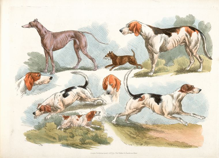 Art Print : 1817, Hunting Dogs. - Vintage Wall Art