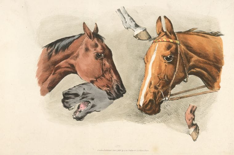Art Print : 1817, Horse Heads and - Vintage Wall Art