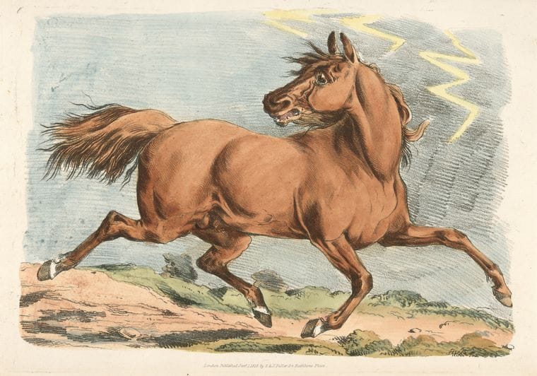 Art Print : 1817, Brown Horse Running. - Vintage Wall Art