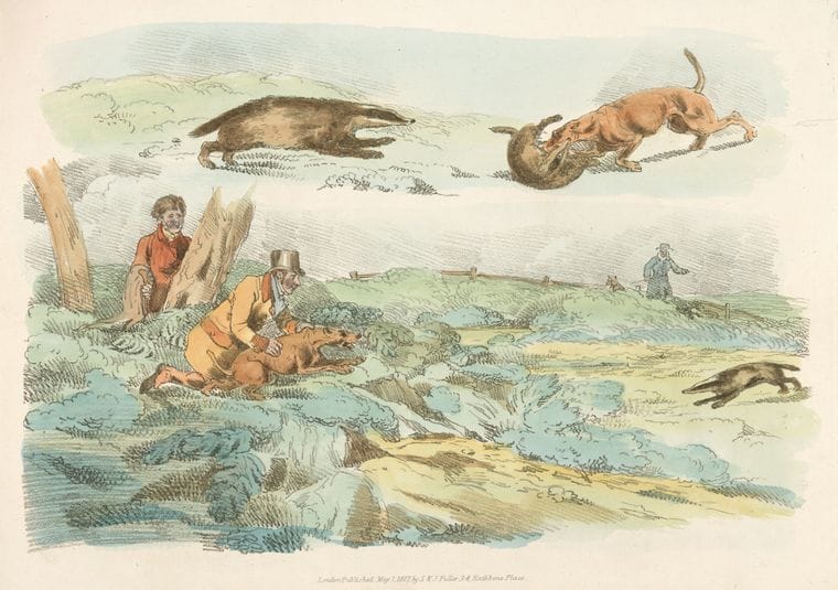 Art Print : 1817, Badger Hunting: Dogs Chasing and attacing Badgers. - Vintage Wall Art