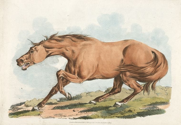 Art Print : 1817, Light-Brown Horse. - Vintage Wall Art