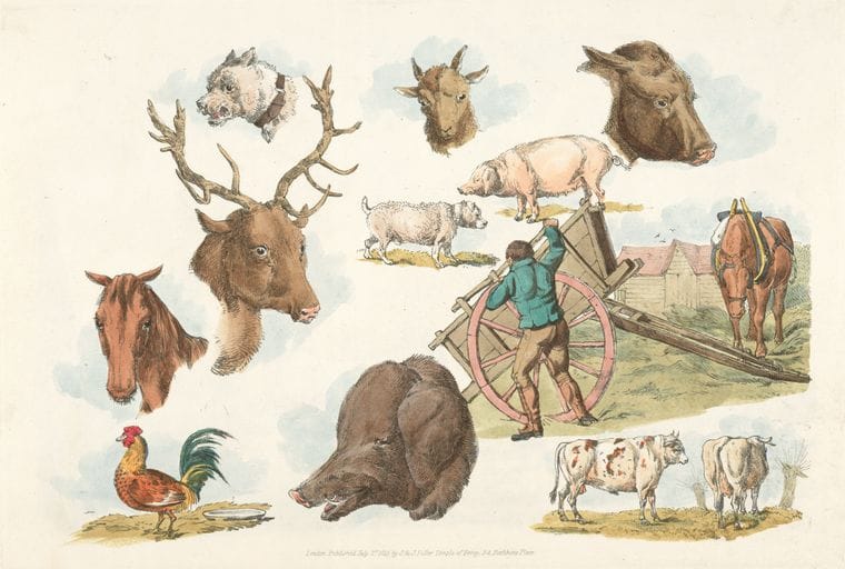 Art Print : 1817, Heads of Domestic and Wild Animals and Full Figure of a Dog, Pig, Horse, Cows and a Cock; a Working Farmer. - Vintage Wall Art