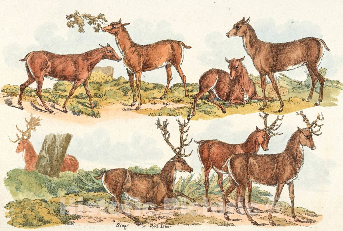 Art Print : 1817, Hinds; Stags or Red Deer. - Vintage Wall Art